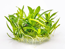 schmalblättrige Schwertpflanze - Helanthium bolivianum ´Quadricostatus´ in vitro